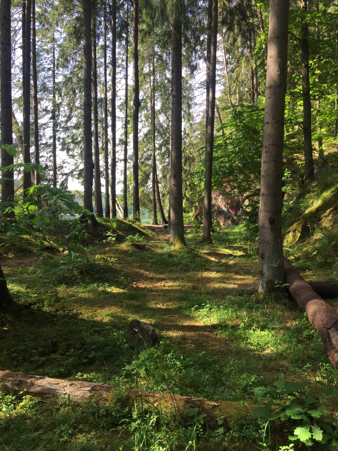 Edsvidsleden Trollhättan grön skogsstig